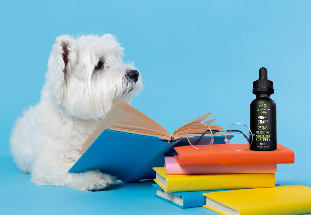 CBD Buyer's Guide [Pet Edition]